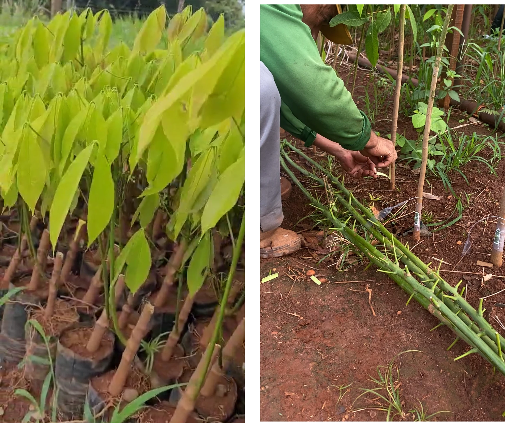 Imagem JPG, Indisponível