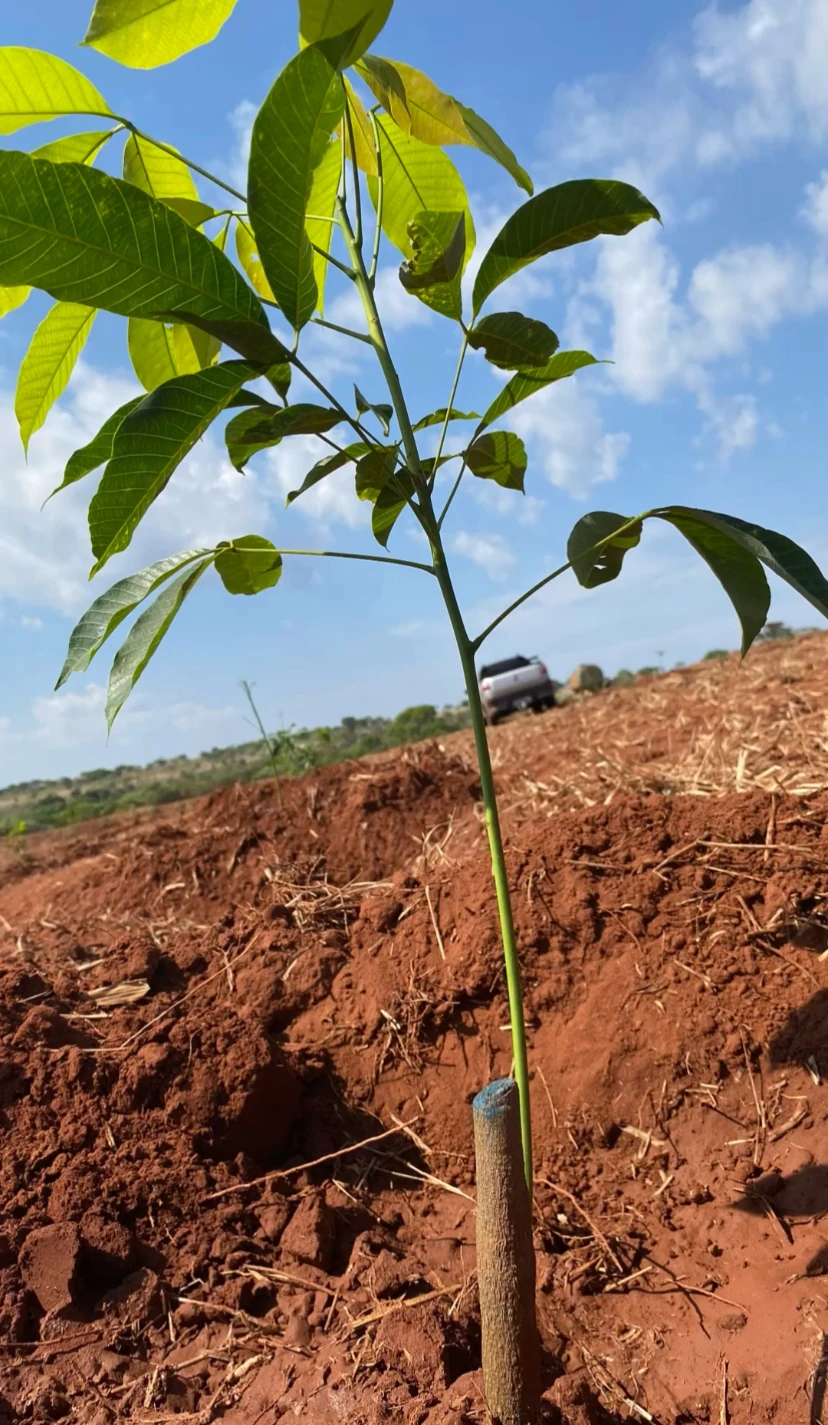 Imagem JPG, Indisponível