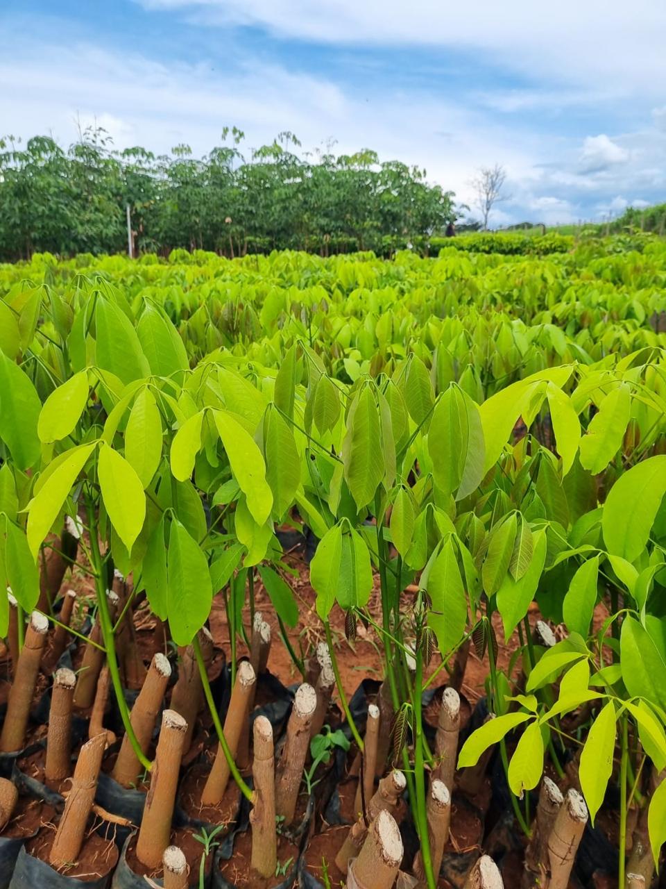 Hevea Brasil – <b>Mudas de Seringueira</b> com Qualidade e Alto Rendimento